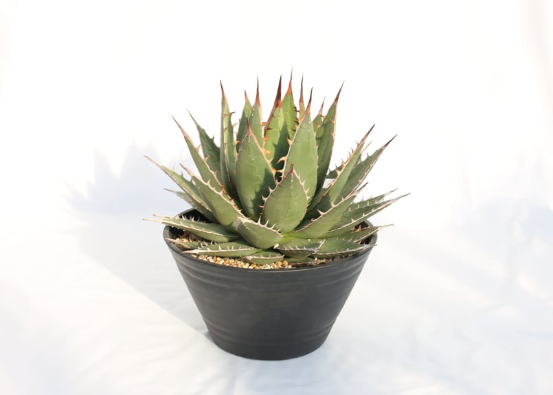 アガベパープソラム（Purpusorum）‼️超希少株33000半額 Agave purpusorum 選抜株 | mana's farm:塊根植物・アガベ・ドラ