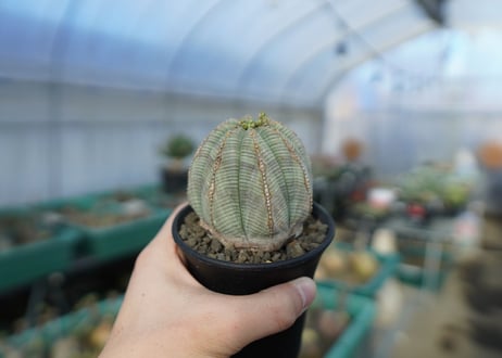 ユーフォルビア　オベサ　Euphorbia obesa  E3