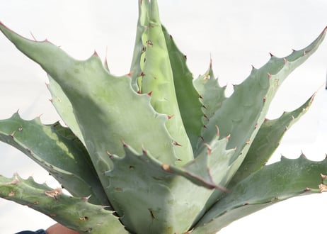 Agave ovatifolia Kelly Griffin selection