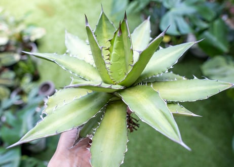 Agave kercovei x titanota NO.2