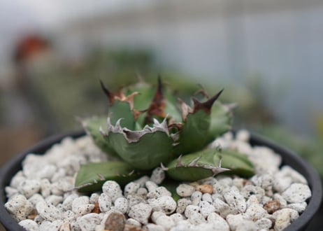Agave titanota dwarf 姫厳龍NO.7   (G)