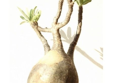 Pachypodium Gracilius パキポディウム  グラキリス  №11