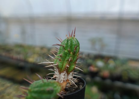 ユーフォルビア　フェロックス　Euphorbia ferox