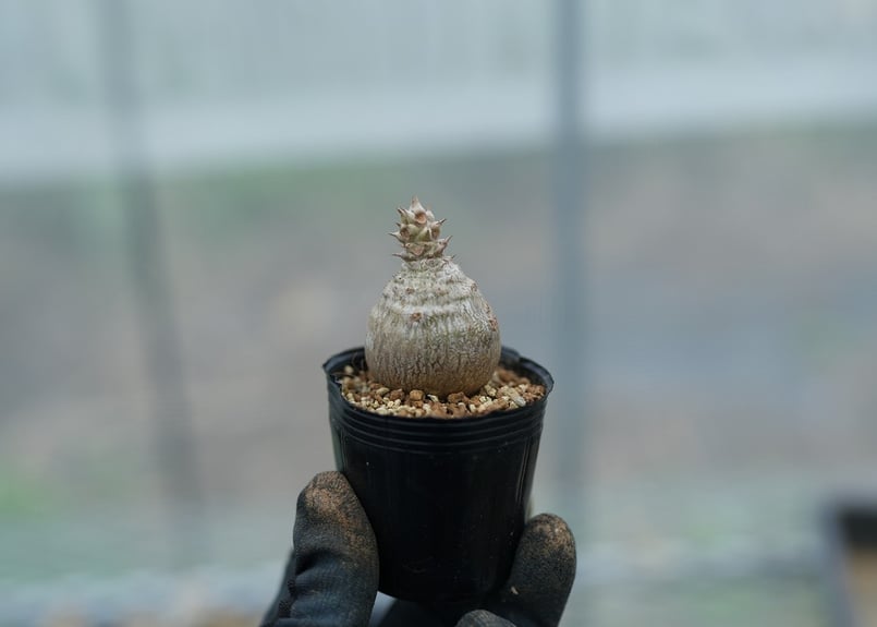 パキポディウム ウィンゾリー 沖縄実生 No.4 [2026/02/12] | mana's