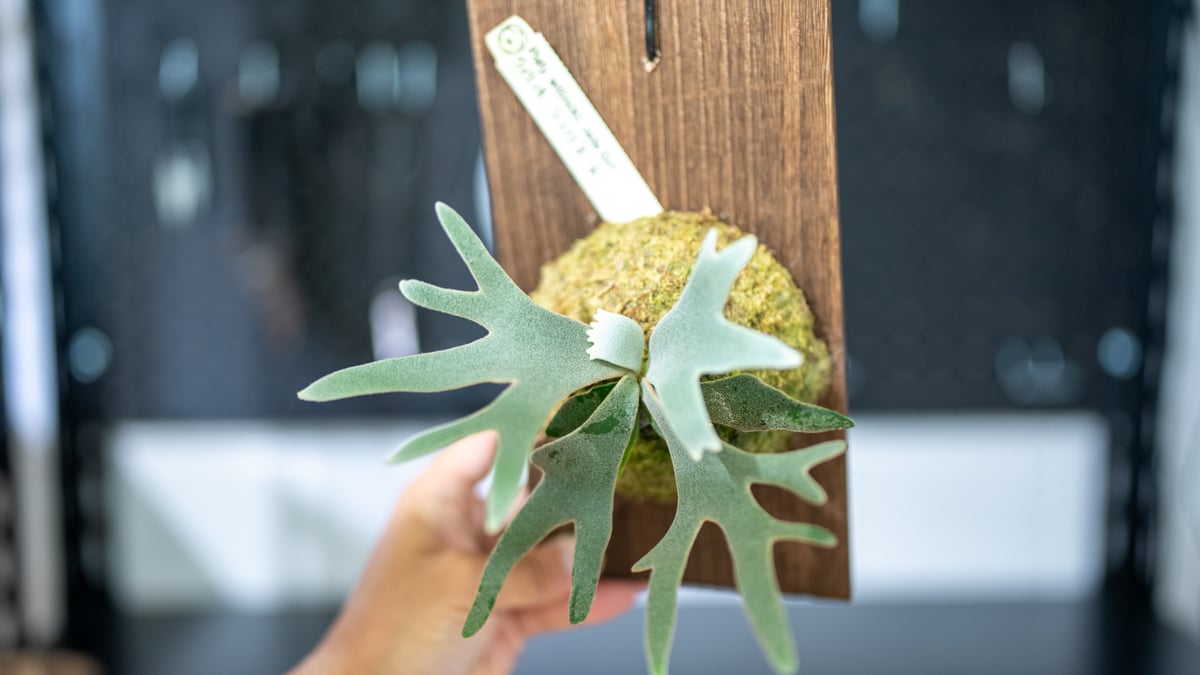 ビカクシダ ウィリンキー・ジェイドガール willinckii jade gir | mana