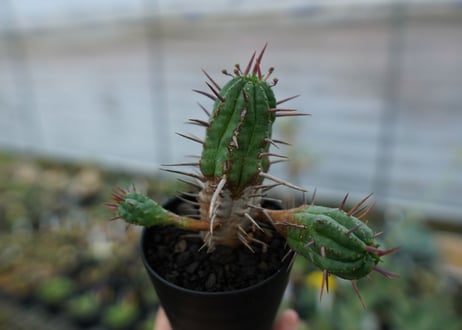 ユーフォルビア　フェロックス　Euphorbia ferox