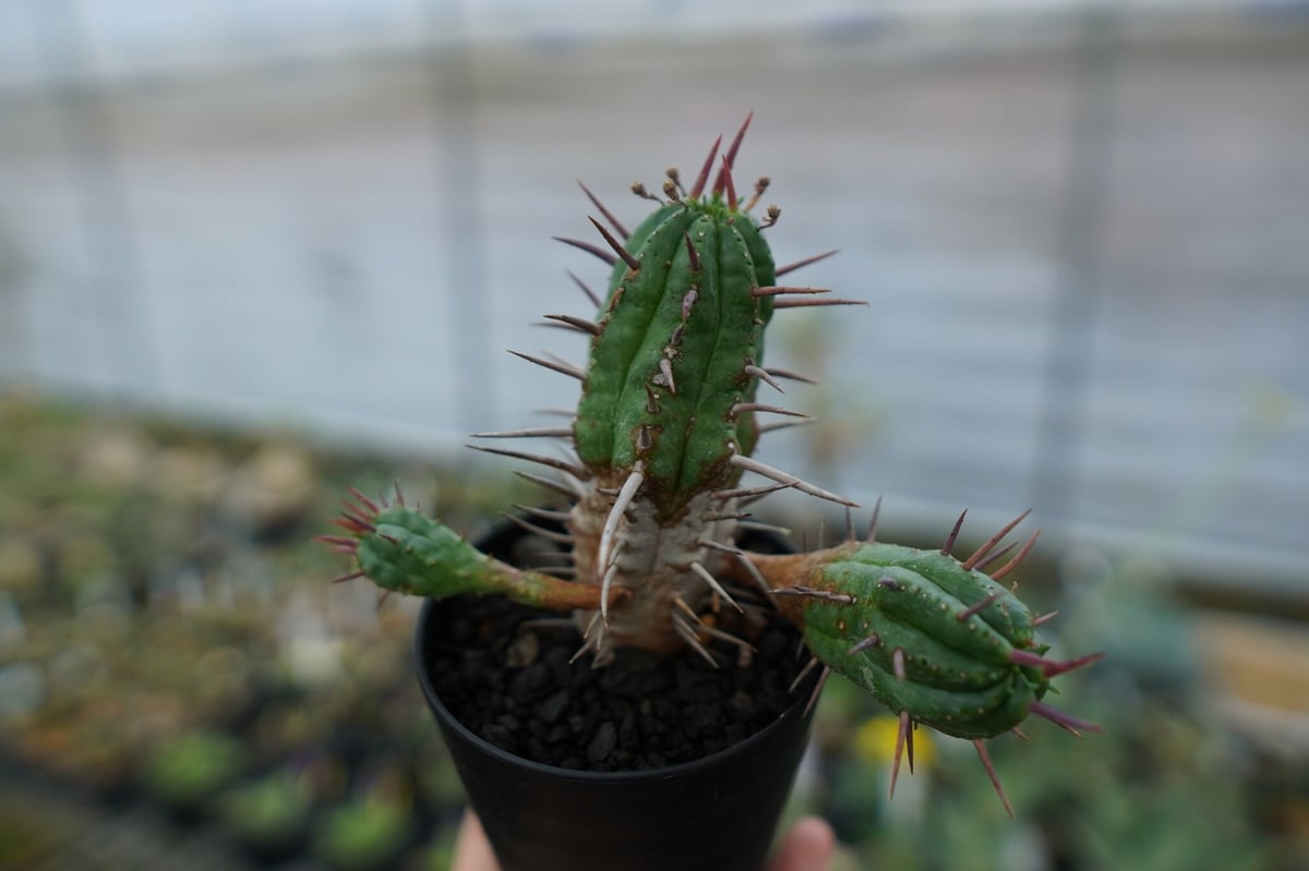 ユーフォルビア フェロックス Euphorbia ferox | mana's farm:塊根