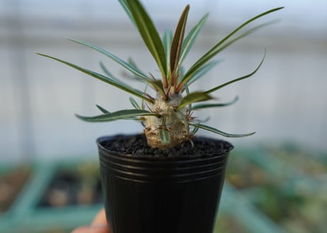 パキポディウム　グラキリス　 Pachypodium Gracilius  No.1