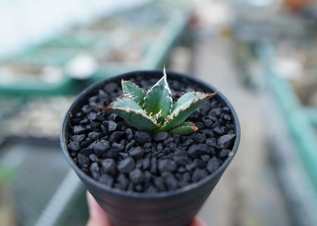 アガベ　チタノタ　FO-76　Agave titanota  FO-76　No.5