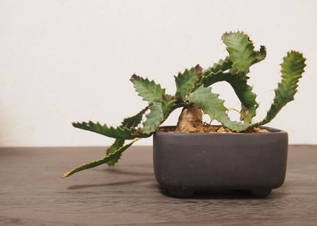 ユーフォルビア　ステラータ　Euphorbia stellata no.４