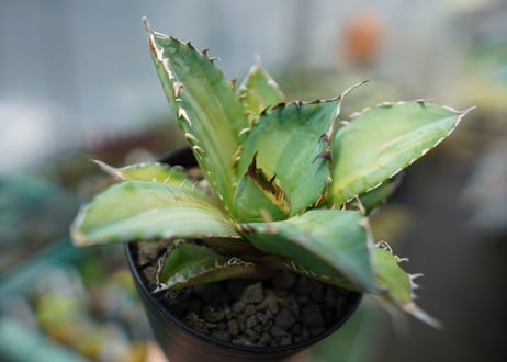 アガベ　チタノタ　錦　Agave titanota Variegated