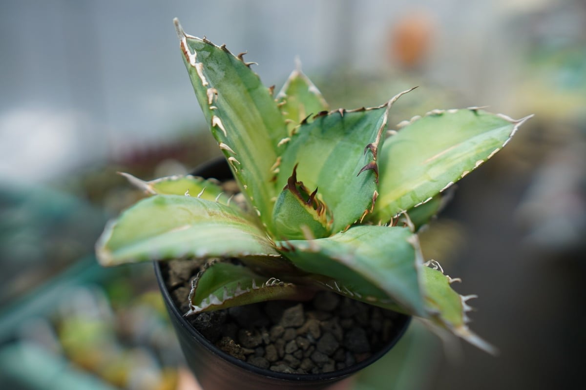 アガベ チタノタ 錦 Agave titanota Variegated | mana's f