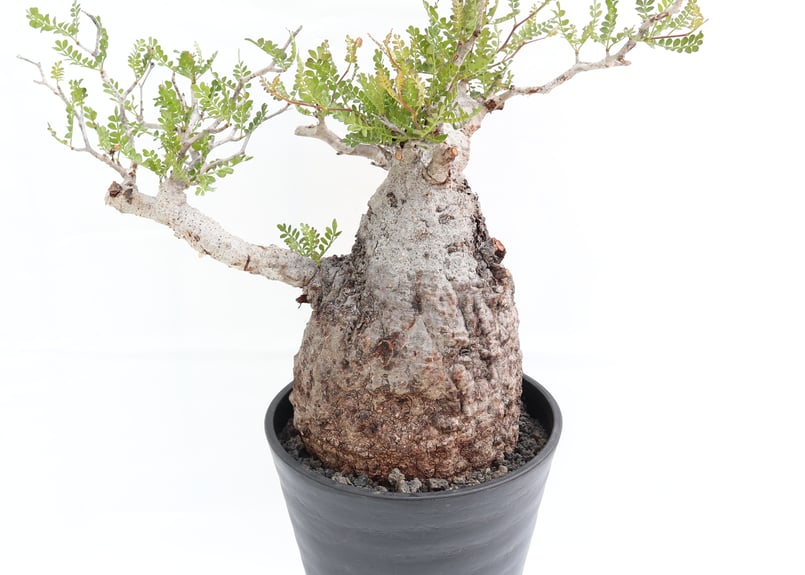 オペルクリカリア パキプス | mana's farm:塊根植物・アガベ・ドライ