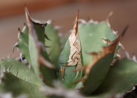 Agave titanota FO-76 A NO.1