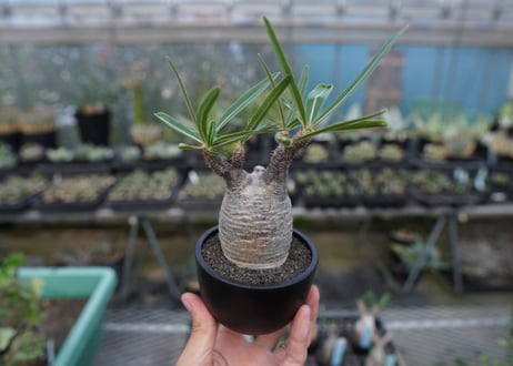 【発根管理中】パキポディウム　グラキリス　 Pachypodium Gracilius  No.10