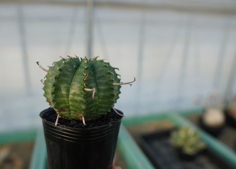 ユーフォルビア　スーパーバリダ　Euphorbia super valida  No.3