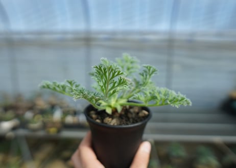 ペラルゴニウム　アッペンディクラツム　Pelargonium appendiculatum　C15