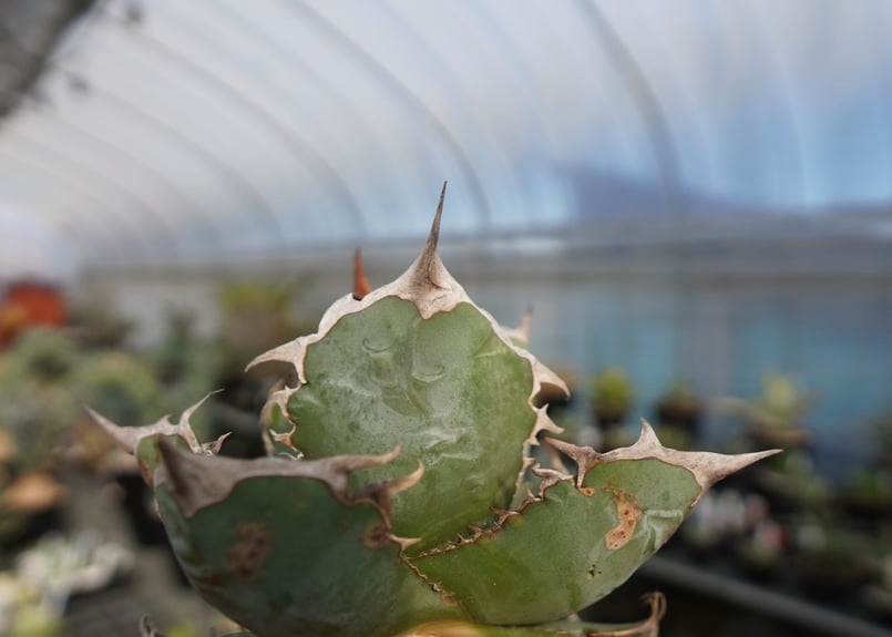 agave titanota chocolate kiss | mana's farm:塊根植