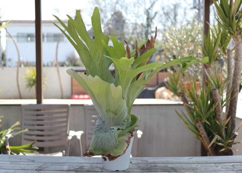 ビカクシダ グランデ《3》 | mana's farm:塊根植物・アガベ