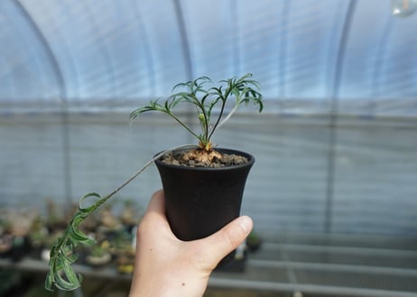 ペラルゴニウム　ビオリフロルム　Pelargonium violiflorum　C13