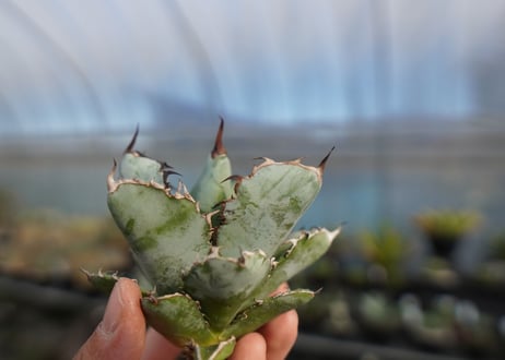 agave titanota ブラック＆ブルー　No.7