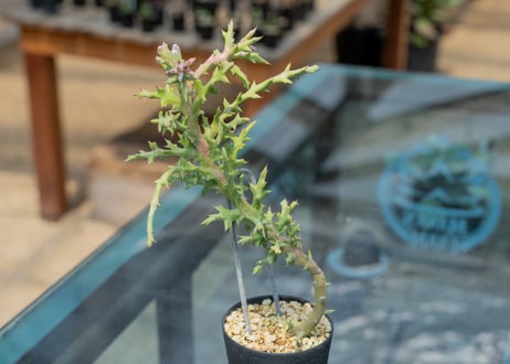 ユーフォルビア トルチラマ 塊根植物 - メルカリ