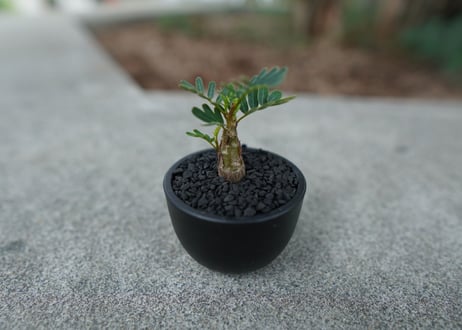 【沖縄実生株】センナ　メリディオナリス　Senna meridionalis  No.1