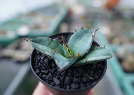 アガベ　チタノタ　 ブラックアンドブルー 　Agave titanota black and blue　No.12
