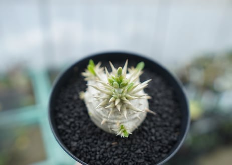 パキポディウム　恵比寿大黒　Pachypodium Densicaule　No.2