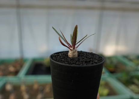 パキポディウム　グラキリス　 Pachypodium Gracilius  No.6