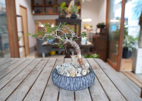 コミフォラ モンストローサ Commiphora monstrosa