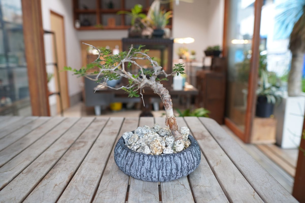 特大 大株 灌木系 塊根植物コミフォラ モンストローサ 特大 大株 灌木系 塊根植物コミフォラ モンストローサ