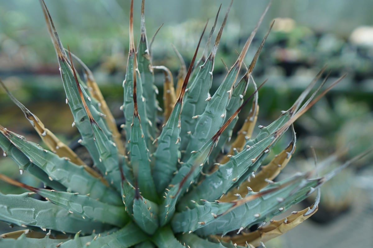 アガベ ユタエンシス Agave uthaensis No.7 | mana's farm:塊