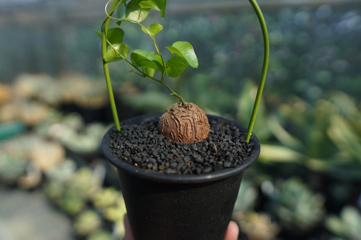 亀甲竜 Dioscorea elephantipes No.5 | mana's farm:塊