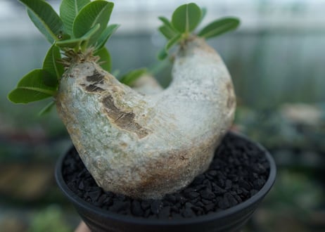 パキポディウム　エブレネウム　Pachypodium eburneum