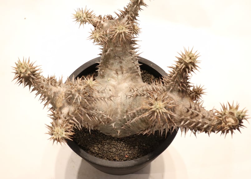 パキポディウム ホロンベンセ | mana's farm:塊根植物・アガベ・ドライ