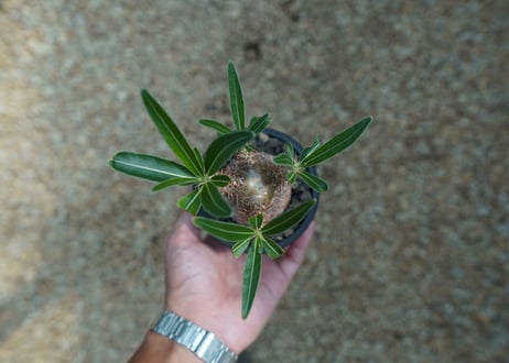 【発根管理中】パキポディウム　グラキリス　 Pachypodium Gracilius  No.7