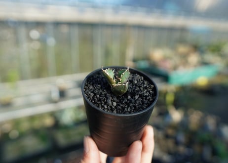 アガベ　チタノタ　鬼爪雪峰  Agave titanota “Onitsume Yukimine”