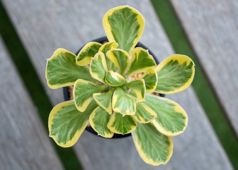 ユーフォルビア ポイゾニー錦 NO.4 | mana's farm:塊根植物・アガベ