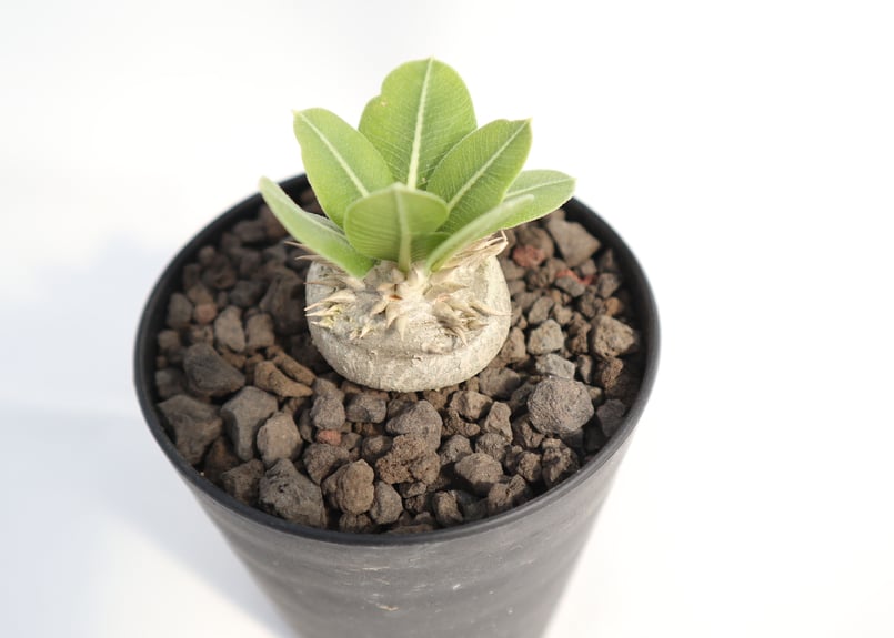 パキポディウム 白花 恵比寿笑い 実生 №4 | mana's farm:塊根植物