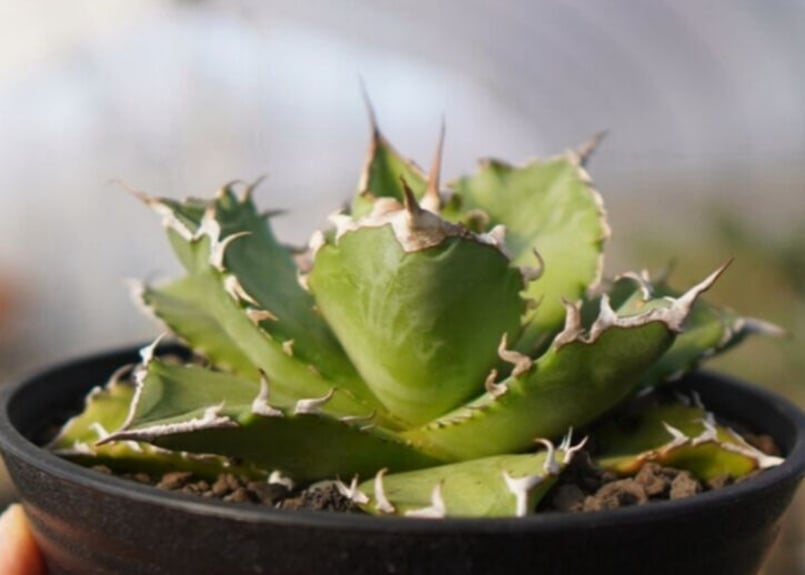 agave titanota ソーラーエクリプス | mana's farm:塊根植物・アガ