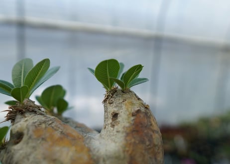 パキポディウム　エブレネウム　Pachypodium eburneum　No.3