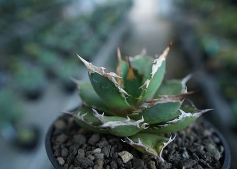 アガベ　チタノタ　FO-76　agave titanota  FO-76  No.10