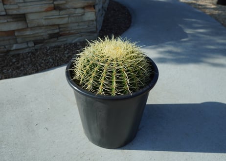 金鯱　Echinocactus grusonii No.2