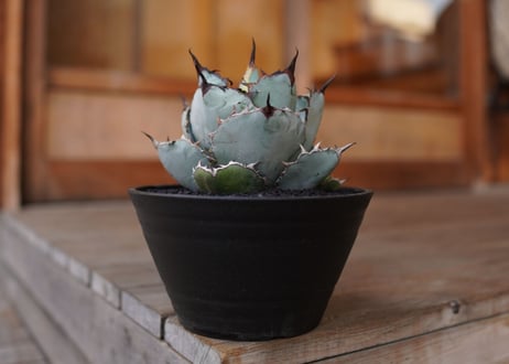 Agave titanota 'black and blue'　No.1