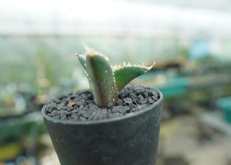 アガベ　チタノタ　FO-76　Agave titanota  FO-76　No.4