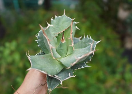 Agave titanota 白鯨 B NO.9