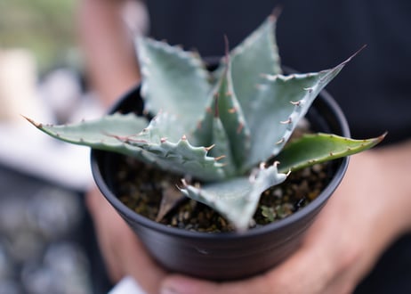 Agave parrasana