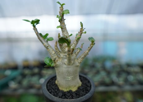 アデニウム　Adenium　No.14