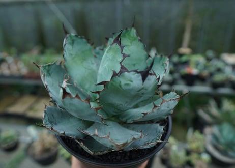 アガベ　チタノタ　 ブラックアンドブルー 　Agave titanota black and blue　No.2